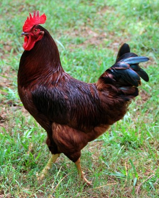 Free SHIPPING 24 Rhode Island Red Fertile Hatching Chicken Eggs  NPIP/AI 
