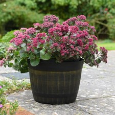 Sedum Busy Nights 1 Packet Perennial Hardy Seeds