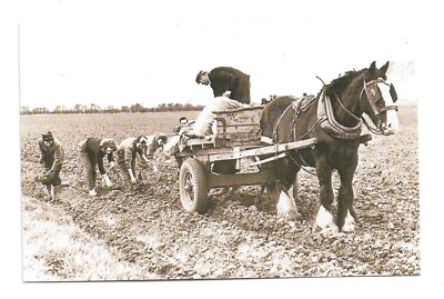 Yorkshire - Kartoffeln pflanzen 1952. Moderne Reproduktion Postkarte