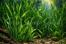 20 Vallisneria Jungle Val Bunch Live Aquarium Plants beginner tank