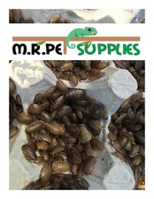 Dubia Roach - Moving Feeders - The Best Fed Nutritious Pet Feeder Insects