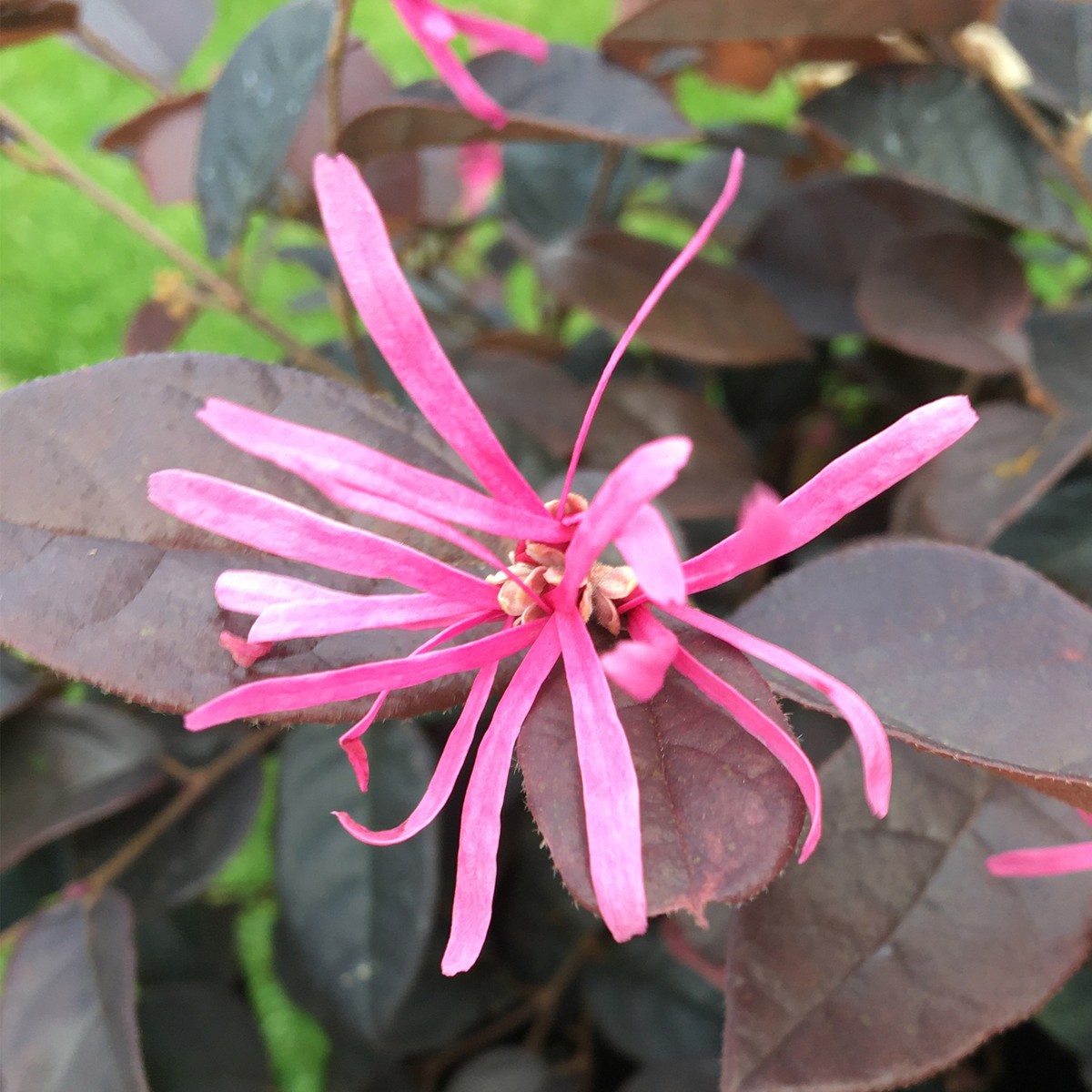 Loropetalum Fire Dance - Chinese Fringe Flower | Evergreen Potted