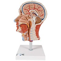 3B Scientific Halber Kopf Mit Muskulatur Anatomie Modell Lebensgroß Mit Stativ