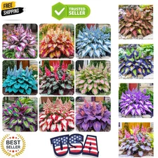 200+ Mixed Rare Hosta Seeds for Planting-Attract Pollinators Perennial Garden De