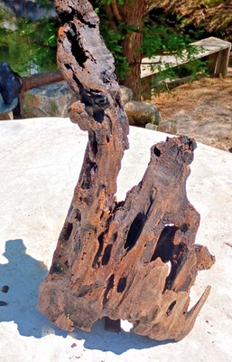 Ancient Bog Wood -Cypress Subfossil Wood Stump/Drift Wood, Exotic Wood