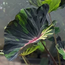 Colocasia Bulb Supernova New Hybrid Tuber (Includes All Import Duties And Taxes)