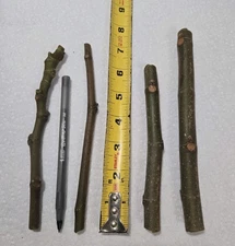 BROWN TURKEY - FIG CUTTINGS - COLD HARDY -  ( Set of 4 )