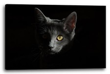 Tela/Cornice Gatto nero del gatto nero nei gatti scuri