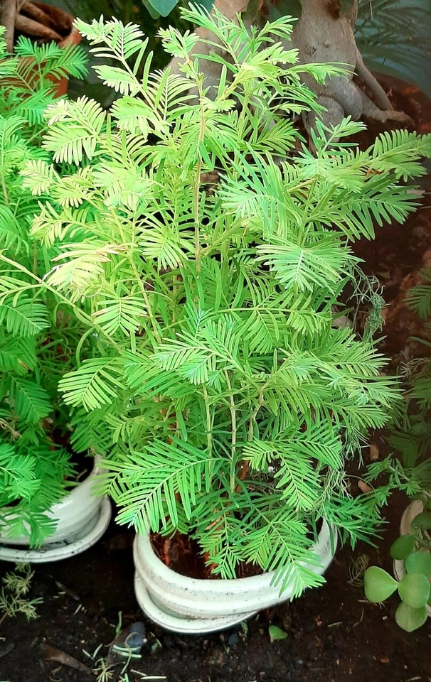 Dawn Sequoia (Metasequoia glyptostroboides) 100 seeds - bonsai seeds