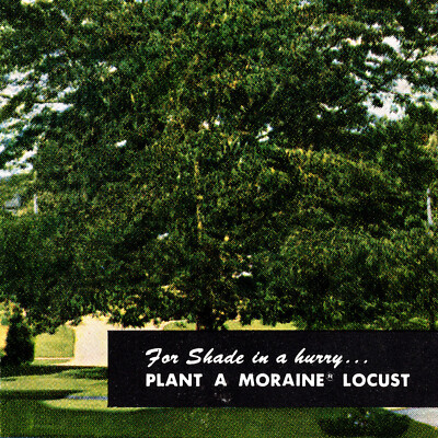 Vintage 1960s Moraine Locust Rosedale Nurseries Postcard Hawthorne Millbrook NY