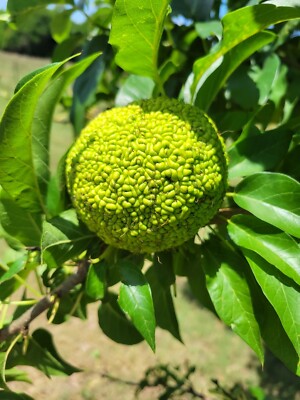 18 Farm Fresh Hedge Apple Osage Orange Horse Monkey Ball Maclura Pomifera Bois