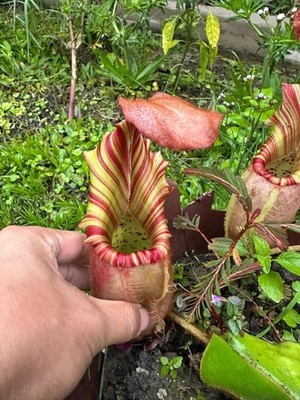 Nepenthes veitchii candy 1 (one) single seedpod  pitcher plant Bario form
