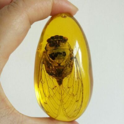 3.11 inch/Chinese natural amber cicada necklace pendant