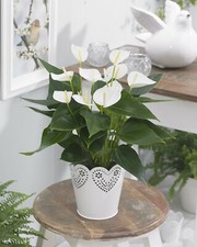 White Anthurium Laceleaf Flowering Colourful Decorative Indoor Plant | 13cm Pot