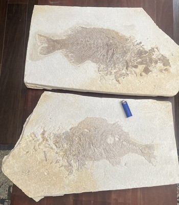 2 Large Priscacara Serrata Fossil Fish Warfield Formation WY Largely Unprepared
