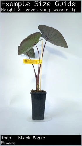 Taro - Black Magic (Colocasia esculenta) Tree Plant