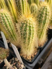 Xiquexique (Pilosocereus) frewenii (GO 407) (cactus - succulent - plant)