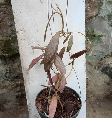 Hoya Sigillatis Sp Borneo Rooted Splash Free Phytosanitari Ship DHL Express