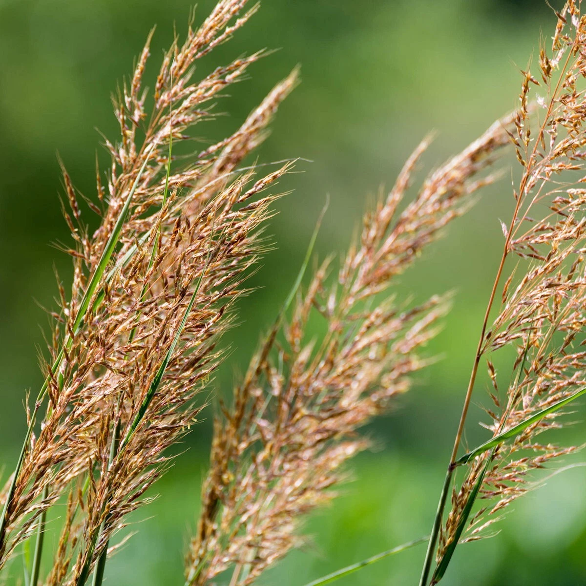 1 Lb Indian Grass Native Grass Seeds - Everwilde Farms Mylar Seed Packet |  eBay