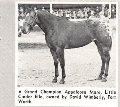 David Wimberly Little Cinder Ella Grand Champion Appaloosa Mare Vtg Mag Print Ad