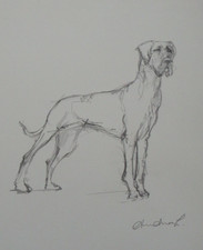 Original signed pencil line sketch drawing on paper of a dog standing