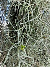 1 Gallon Bag Real Fresh Live Spanish Moss for Craft Basket. Garden Craft etc