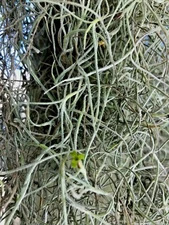 1 Gallon Bag Real Fresh Live Spanish Moss for Craft Basket. Garden Craft etc