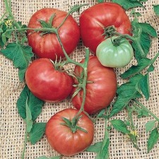 50 TRIP-L-CROP TOMATO SEEDS - FRESH FOR YOUR VEGETABLE GARDENS