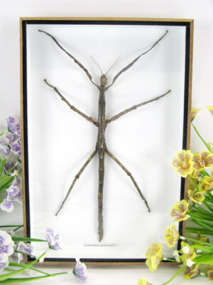 Westwoodi F. Triachoidea - XXL Stick Insect - Museum Quality 3D Displaycase