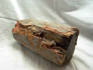 Versteinertes Holz