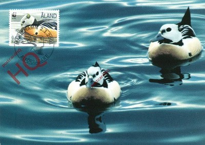 Ansichtskarte_ Enten, Steller's Eider, Briefmarkenmotiv [Posten Aland]