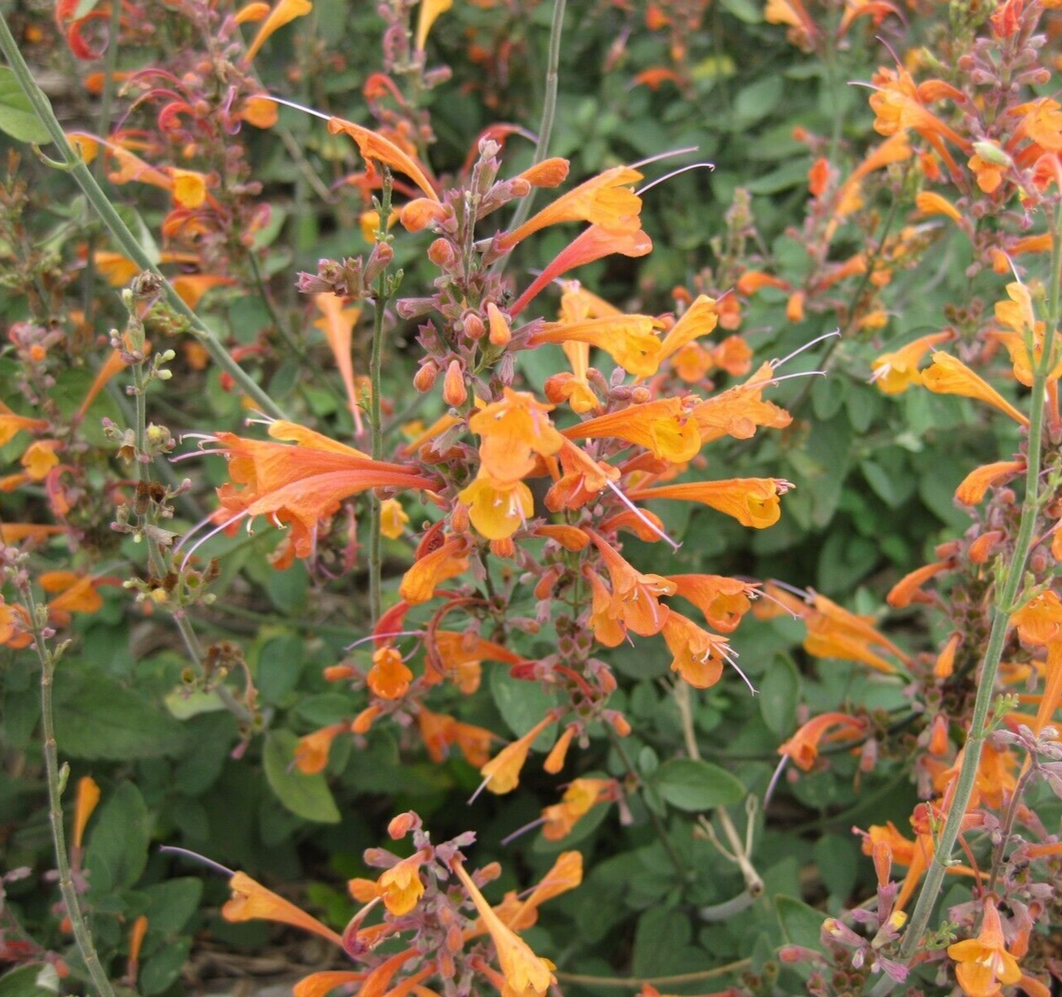 HUMMINGBIRD MINT Seeds *FREE Shipping!* Agastache aurantiaca, Anise Hyssop  Seeds | eBay