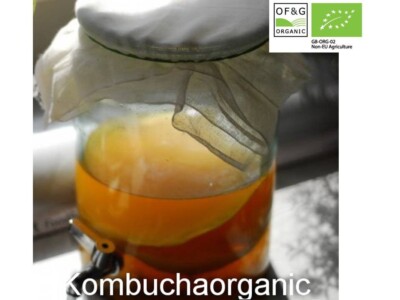 Extra großer Bio Kombucha Scoby von Kombuchaorganic 