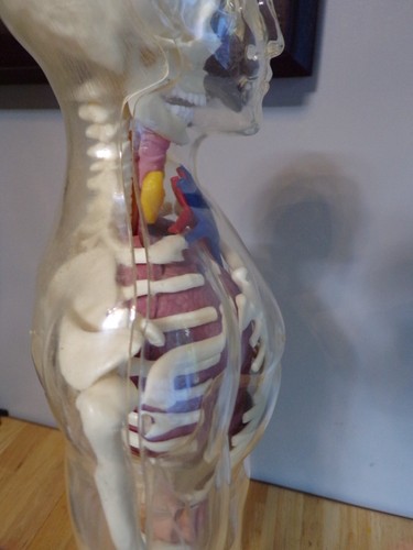 1995 Paradise 24" Human Male Anatomy Skeleton internal organs complete - Picture 4 of 6