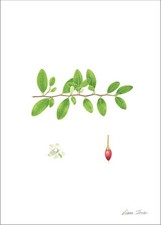 Erythroxylum coca ~ "Coca Leaf"  - BOTANICAL PRINT