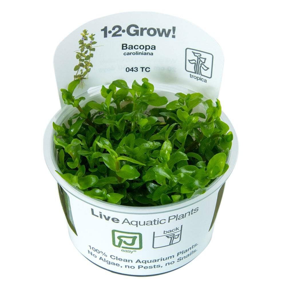 Tropica Bacopa Caroliniana 1-2-Grow - Live Aquarium Tissue Culture Plant