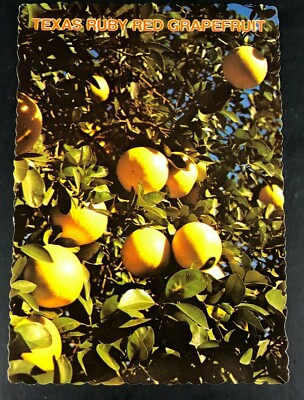 Texas Ruby Red Grapefruit Postcard Vintage Oversized Lower Rio Grande Valley 