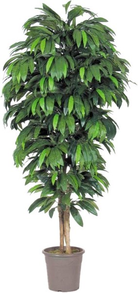 Artplants Unechte Mango Mawuwani, EchtstäMme, GrüN, Crossdoor, 250Cm-image