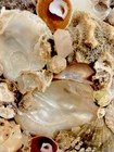 Custom “Old World” Shell Encrusted Mirror — photo 4