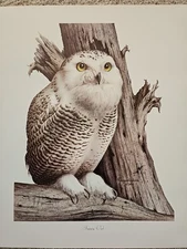 Snowy Owl limited edition Signed Watercolor Print Reagan Word 22″ x 18″ 