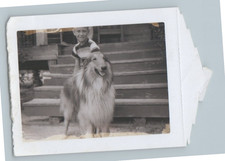 Vintage Polaroid Beautiful Shetland Sheep Dog with Boy Photo 2x3 in K9