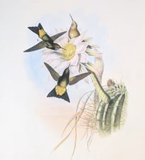 Gould GLOWING PUFF-LEG Hummingbirds Vintage Bird Art Print Bookplate 275