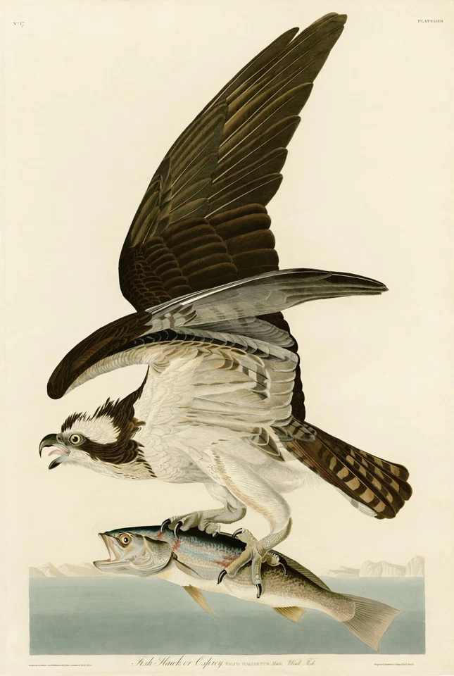 No.81 Fish Hawk or Osprey Audubon Repro Print Havell Edt. Double Elephant Folio