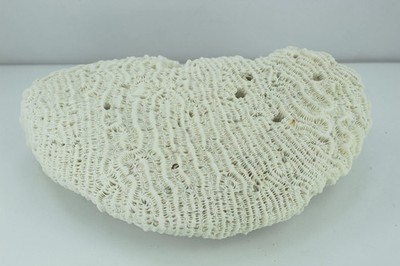 Seashells - Natural Coral 6 1/2'' Half Moon Aquarium Shell Art Collectibles
