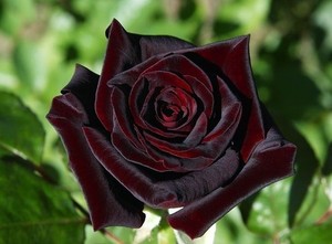 Baccara Rose Preis Baccara Rose Preis