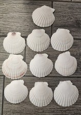 10 craft/ decor sea shells