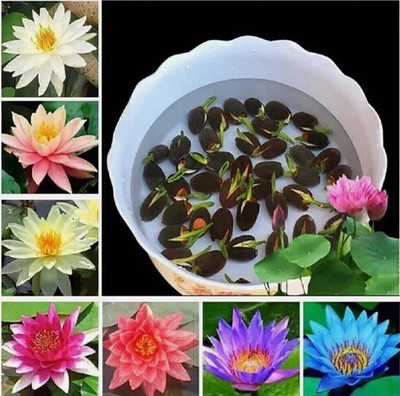 10PCS Mini Lotus Seeds Mixed Color Home Garden Bonsai Flower Seeds Heirloom  | eBay