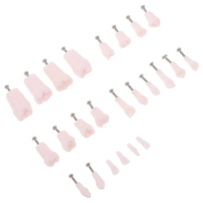 24 Pcs Dental Teaching Supplies Removable Typodont Teeth for Practice