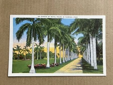 Postcard Florida FL Avenue Row Of Royal Palms Old Vintage Linen PC