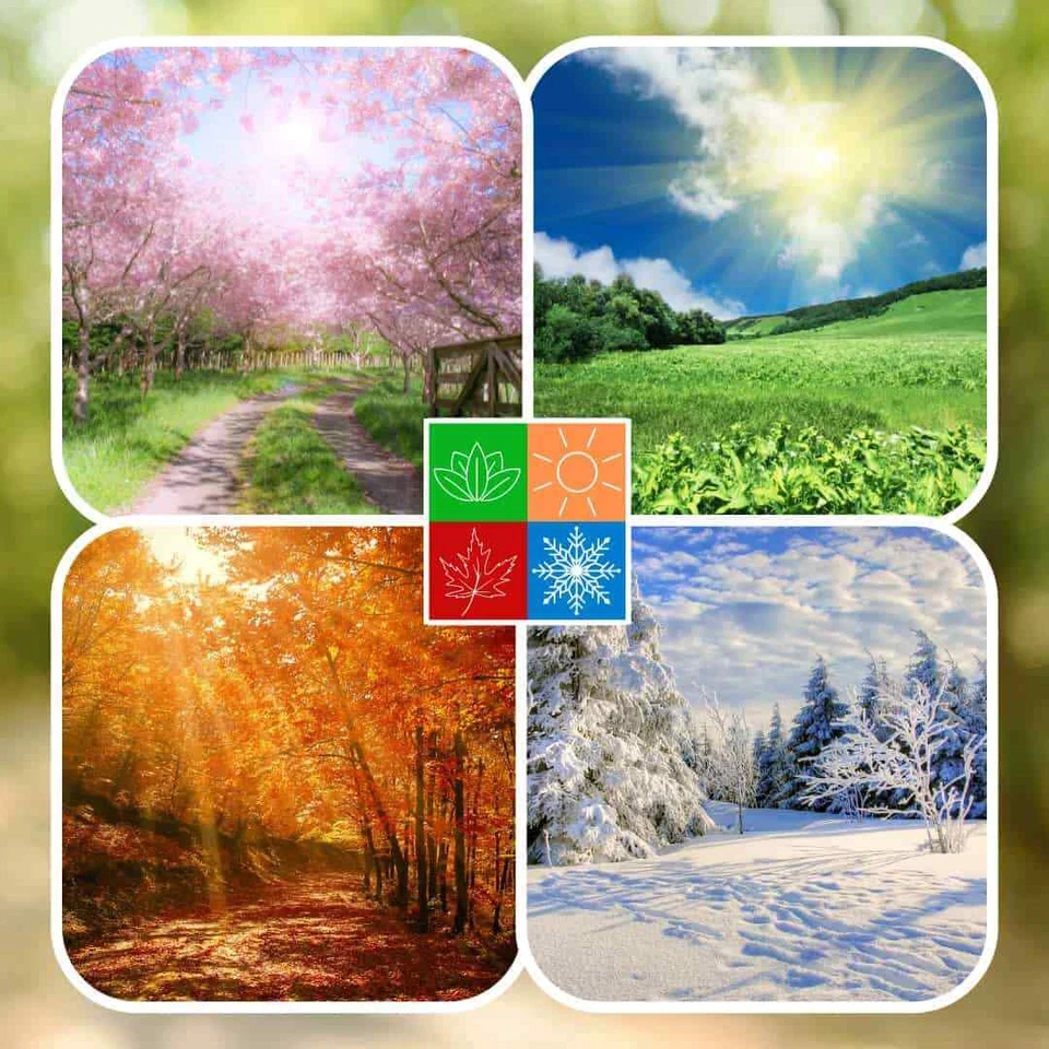 20kg Soldatenfliegenlarven getrocknet Hermetia Vögel Reptilien wie Mehlwürmer - Bild 3 von 4